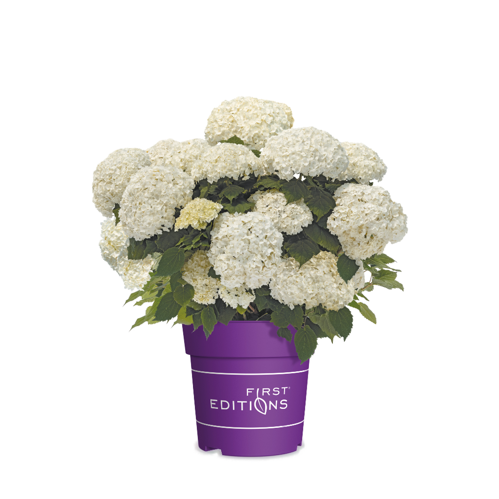 Schneeballhortensie 'FlowerWOW' Rosa