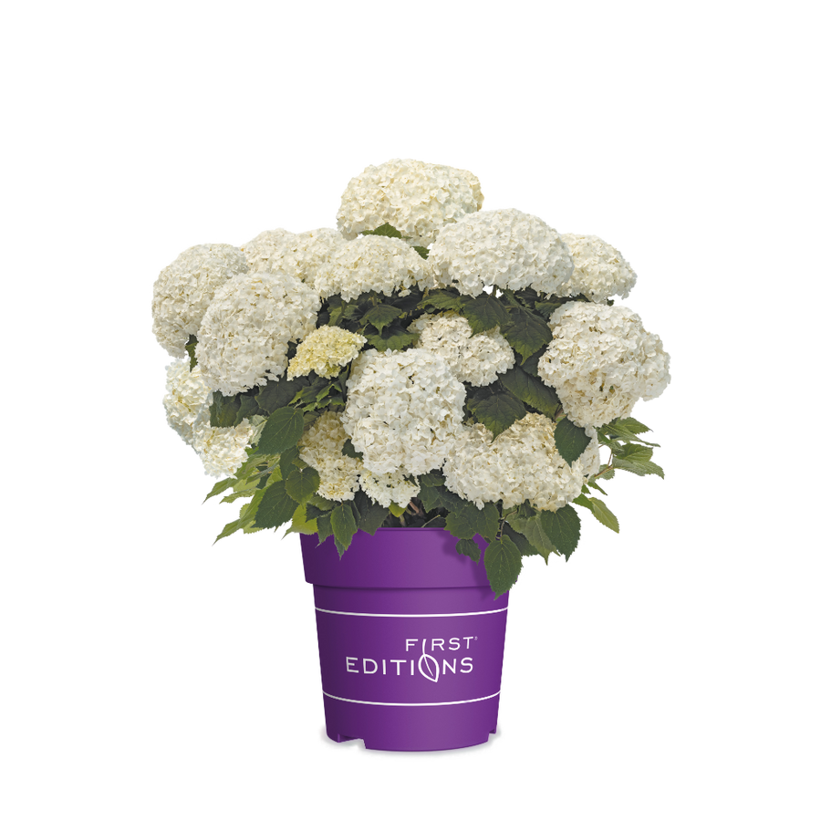 Schneeballhortensie 'FlowerWOW' Rosa