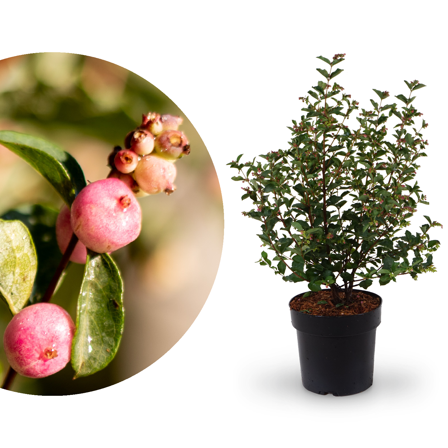 Schneebeere Magical® 'Candy'