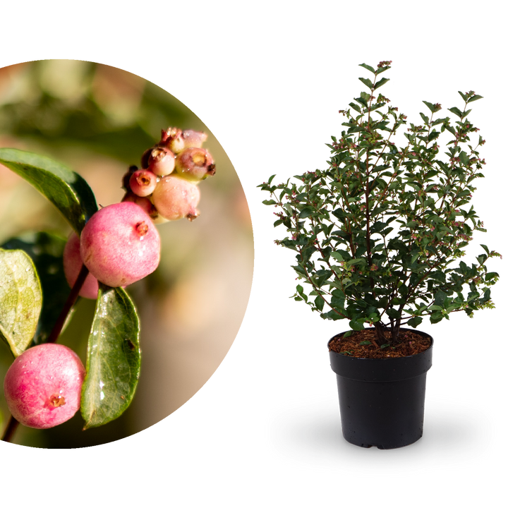 Schneebeere Magical® 'Candy'