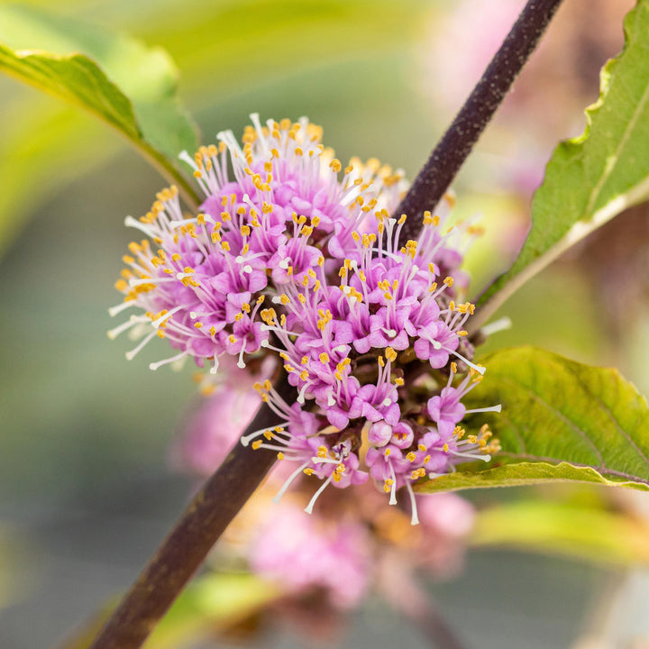 Knospen der Schönfrucht 'Profusion'