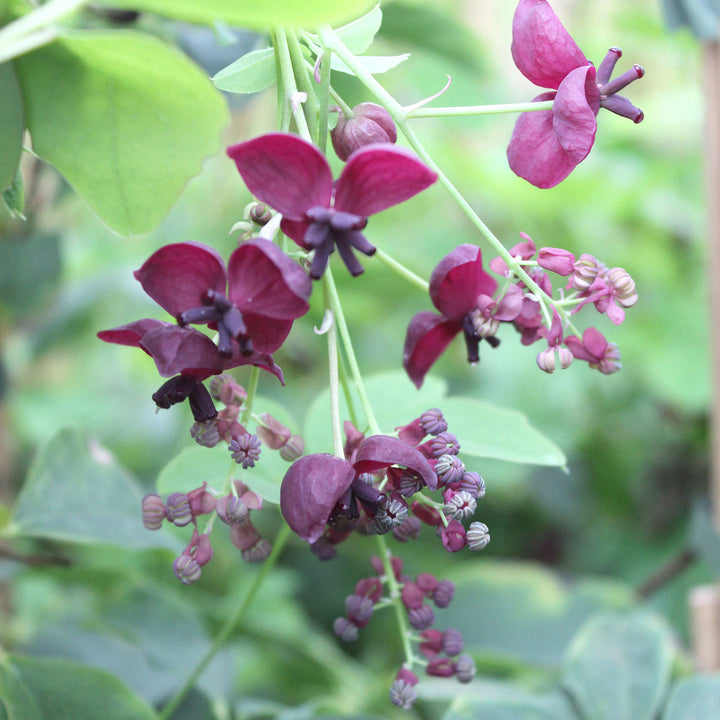 Schokoladenwein