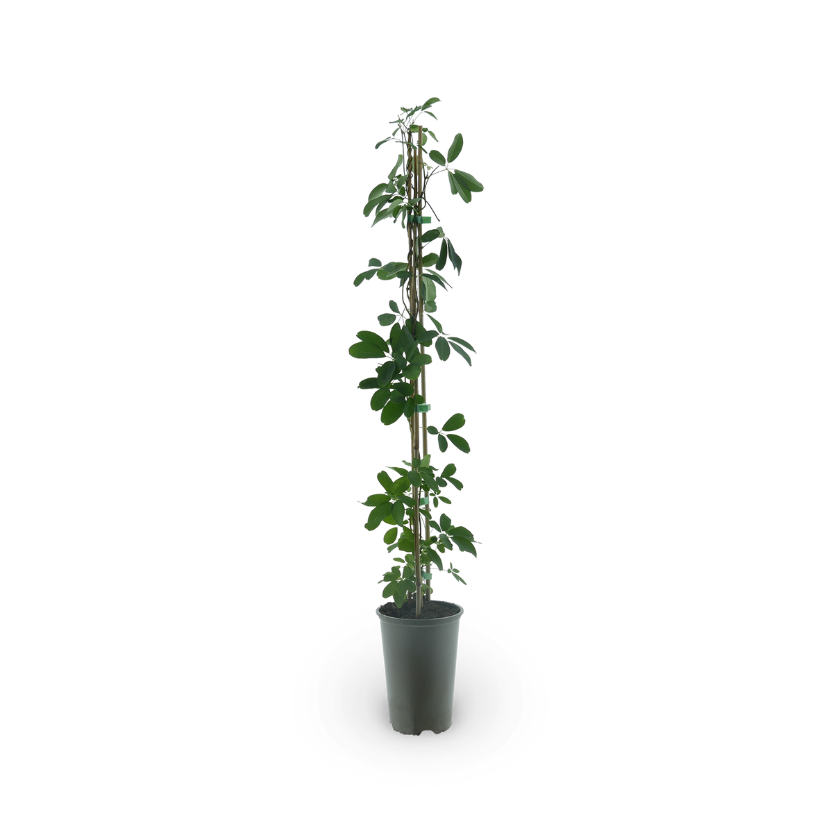 Schokoladenwein