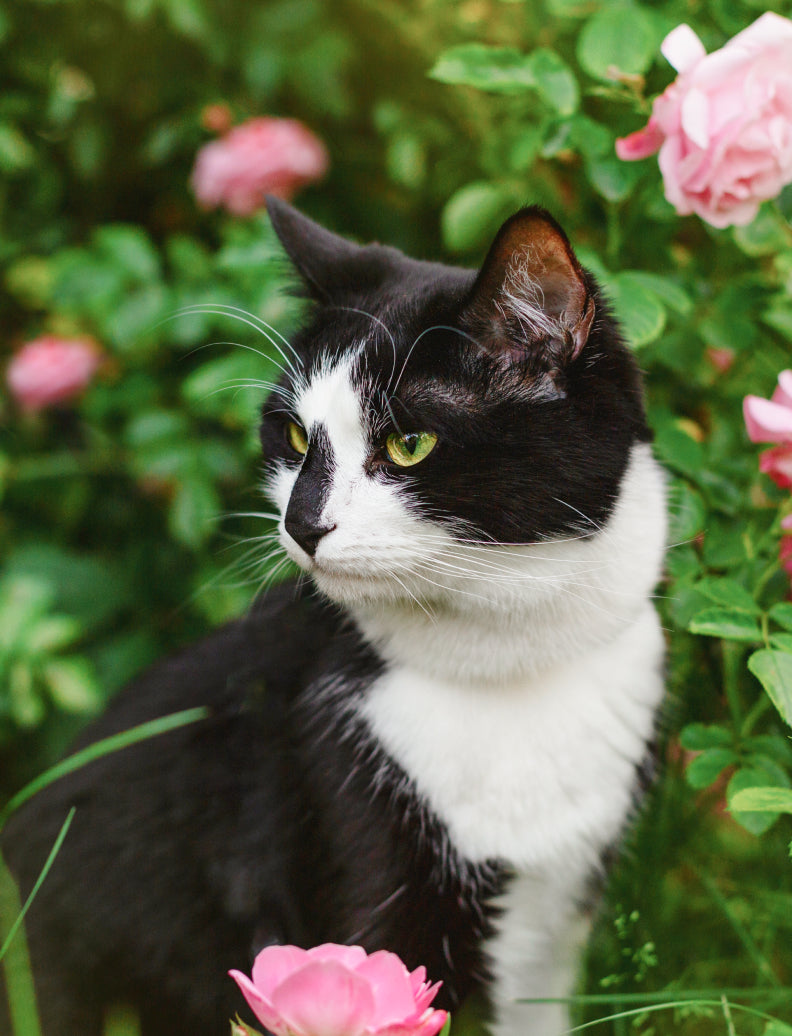 Schwarz-weisse Katze sitzt zwischen blühenden rosa Rosenbusch