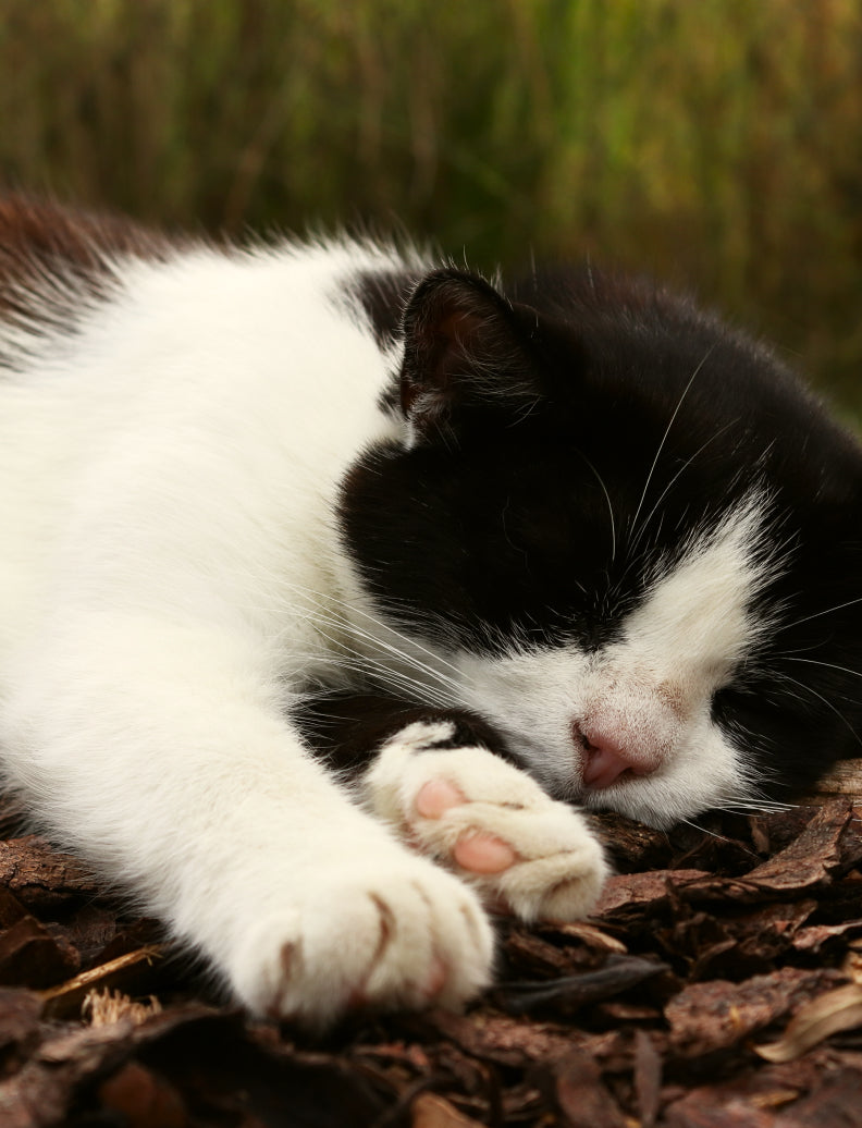 Schwarz-weisse Katze schläft entspannt auf einer Schicht Pinienrinde