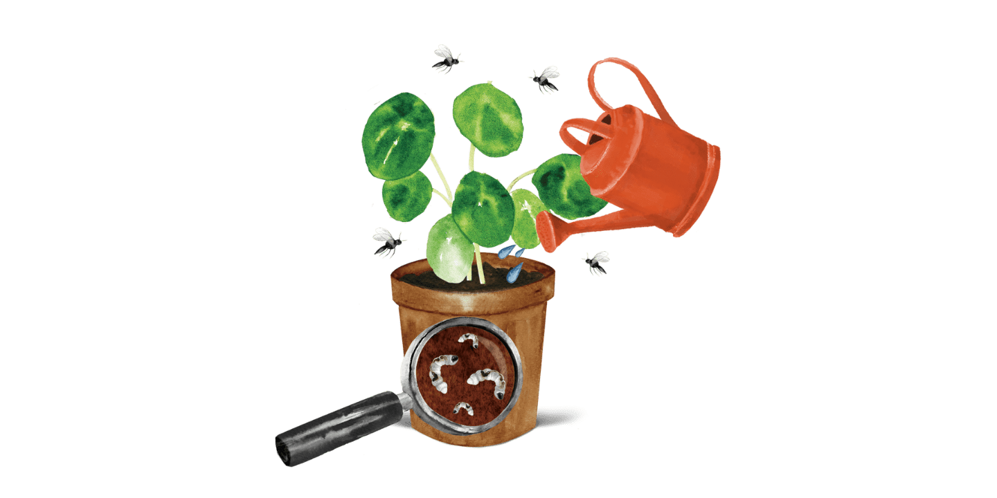 Trauermücken-Bekämpfung an Zimmerpflanzen Illustration