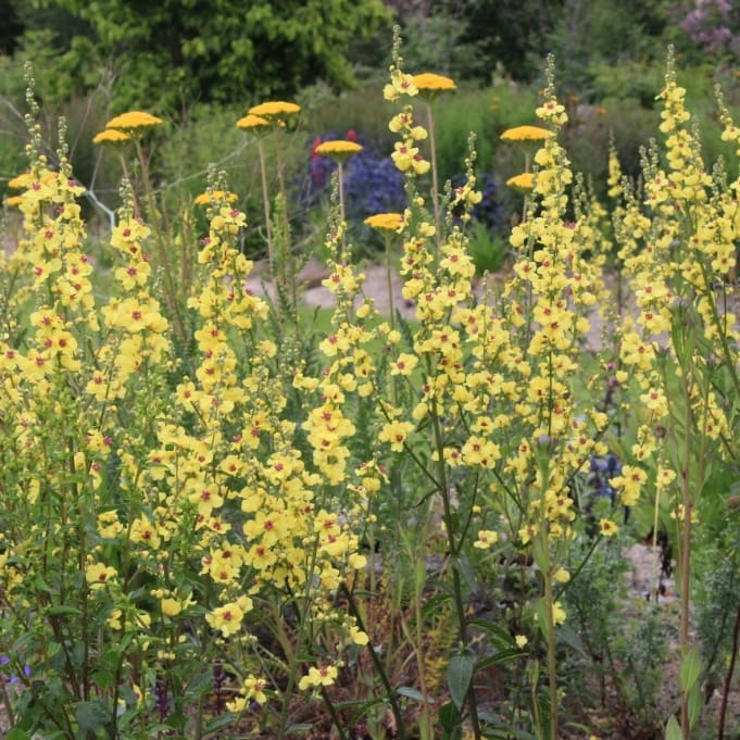 Schwarze Königskerze Gelb