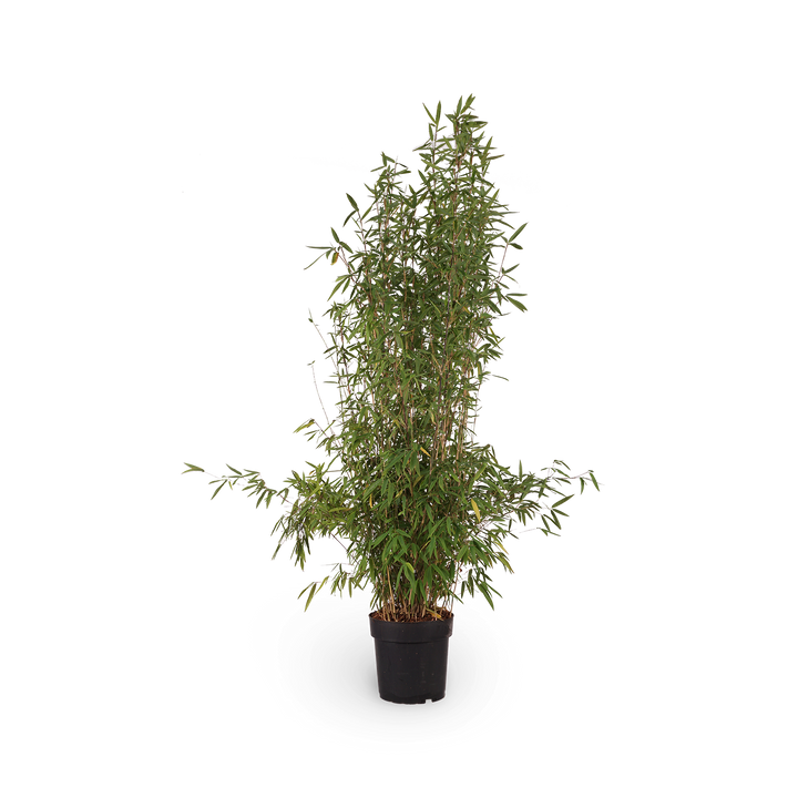 Schwarzer Bambus 'Black Pearl'