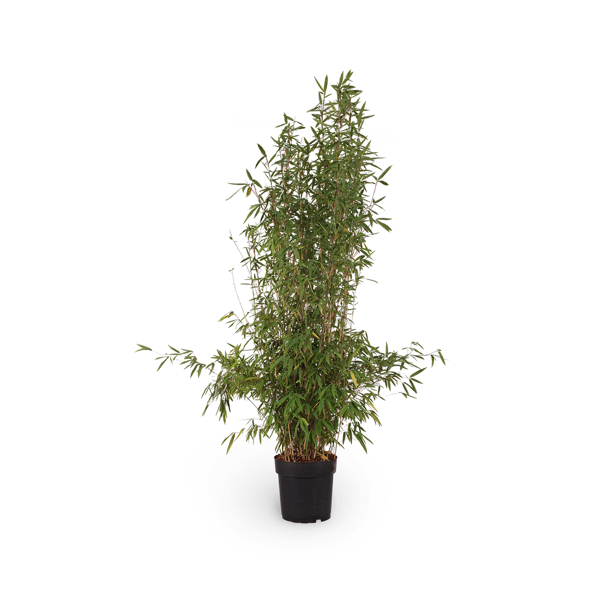Schwarzer Bambus 'Black Pearl'