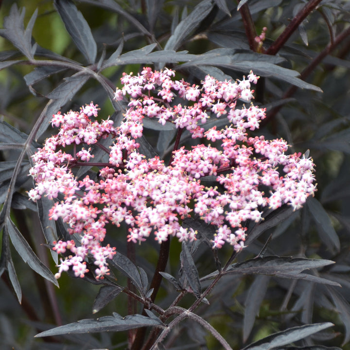 Blüte des Schwarzen Holunders 'Black Lace'®