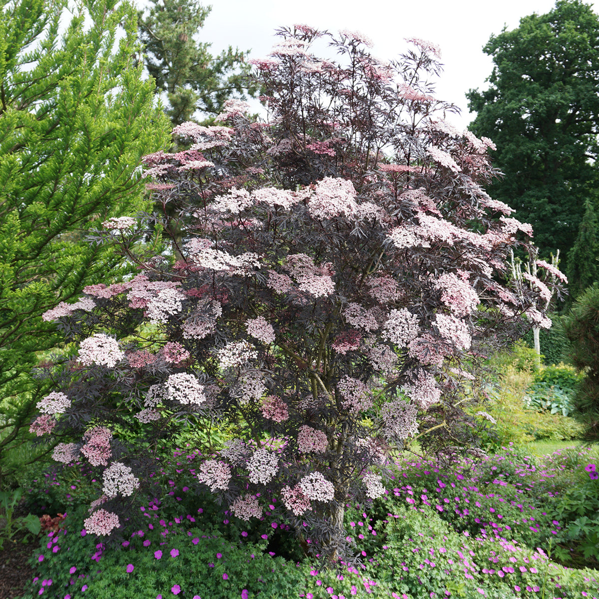 Schwarzer Holunder 'Black Lace'® im Garten