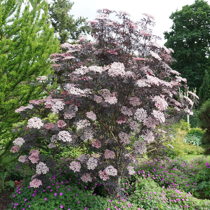 Schwarzer Holunder 'Black Lace'® im Garten