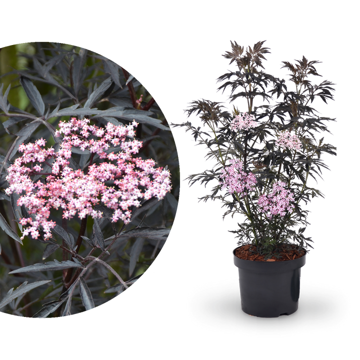 Schwarzer Holunder 'Black Lace'®