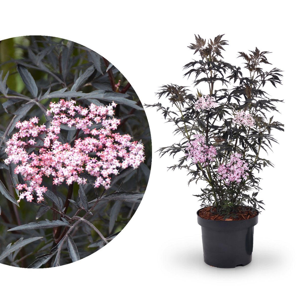 Holunder: Blütezeit, Arten & Tipps zum Vermehren - Plantura