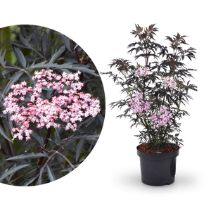Schwarzer Holunder 'Black Lace'®