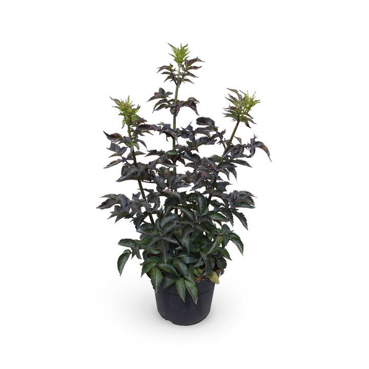 Schwarzer Holunder 'Black Tower'®