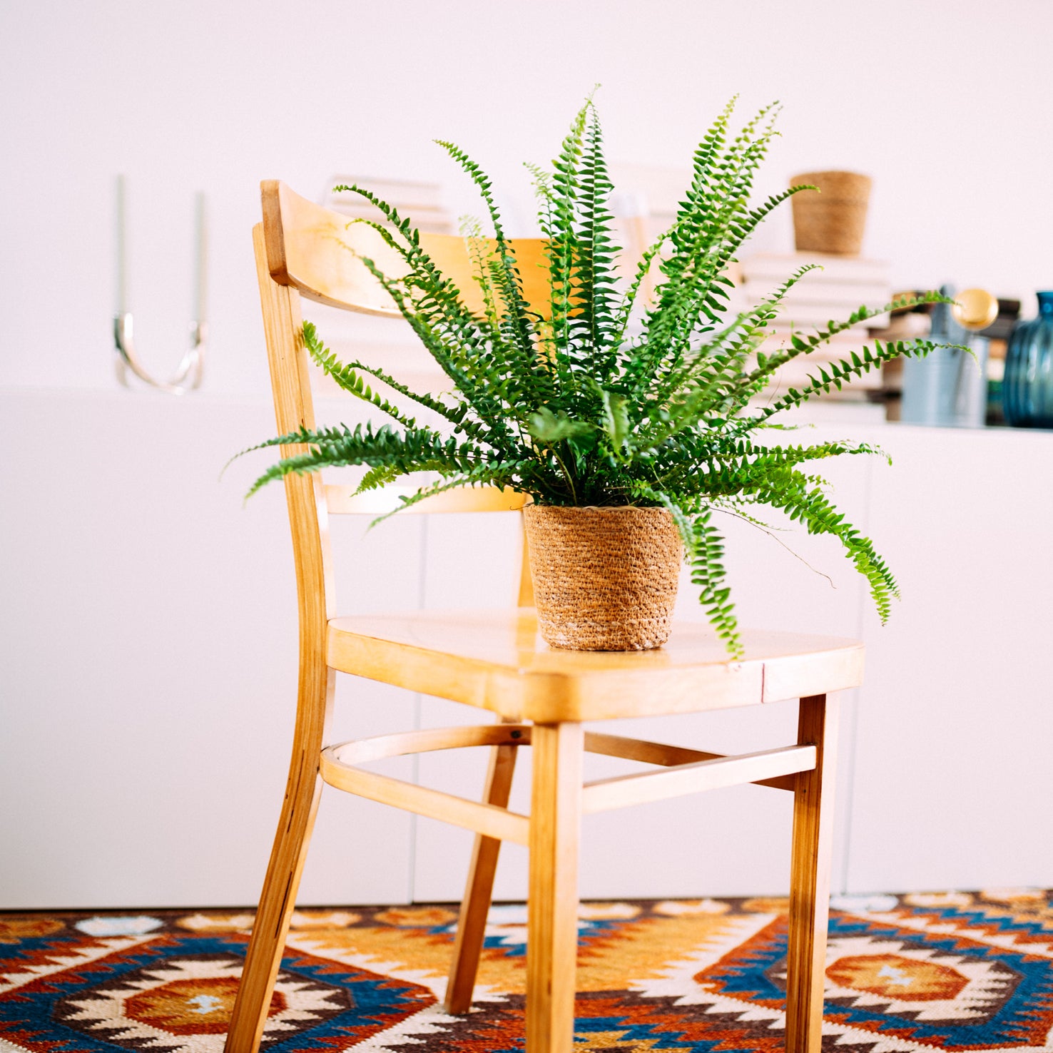 Schwertfarn 'Green Lady' im Wohnzimmer