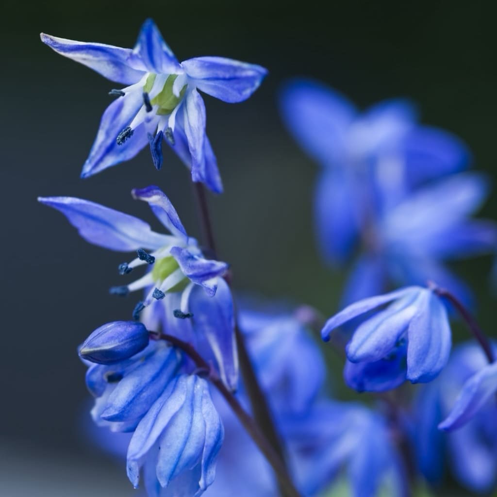 Scilla siberica