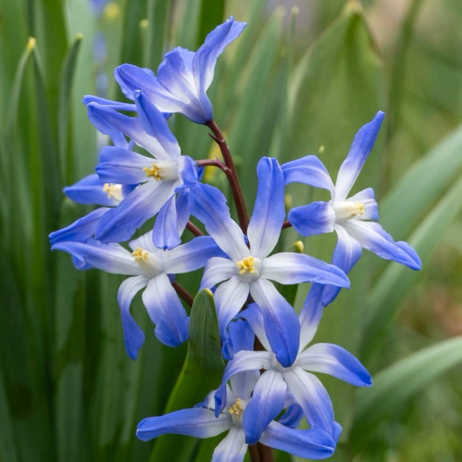 Bio-Blaustern Blau