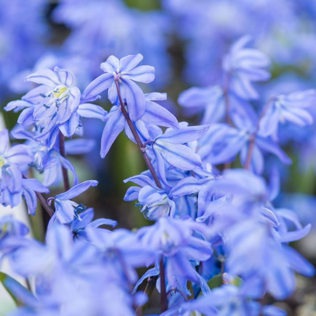 Scilla siberica