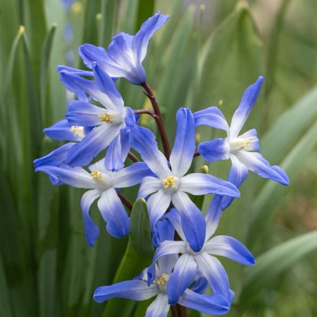 Blaustern Hellblau