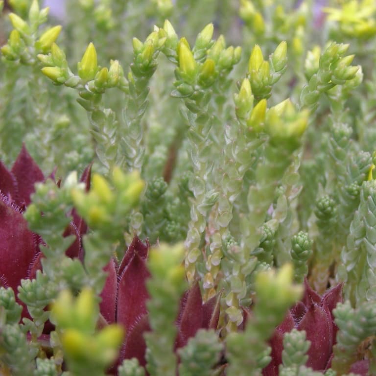 Sedum acre