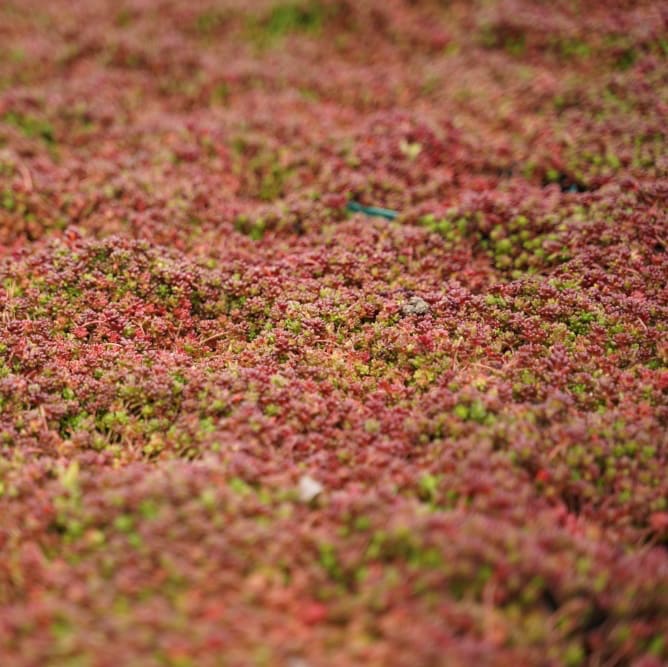 Sedum album 'Coral Carpet'