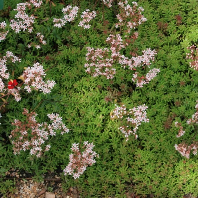 Sedum album 'Coral Carpet'
