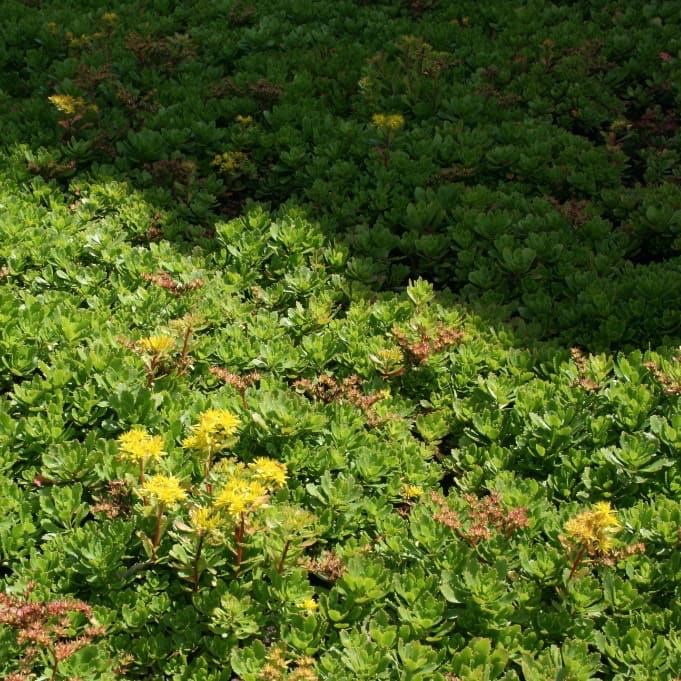 Sedum floriferum 'Weihenstephaner Gold'