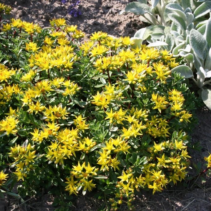 Sedum floriferum 'Weihenstephaner Gold'