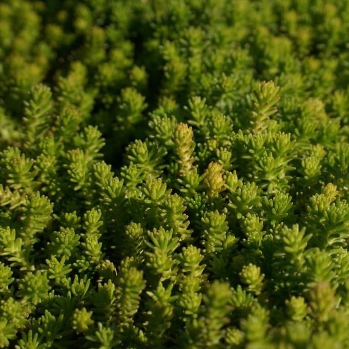 Sedum sexangulare