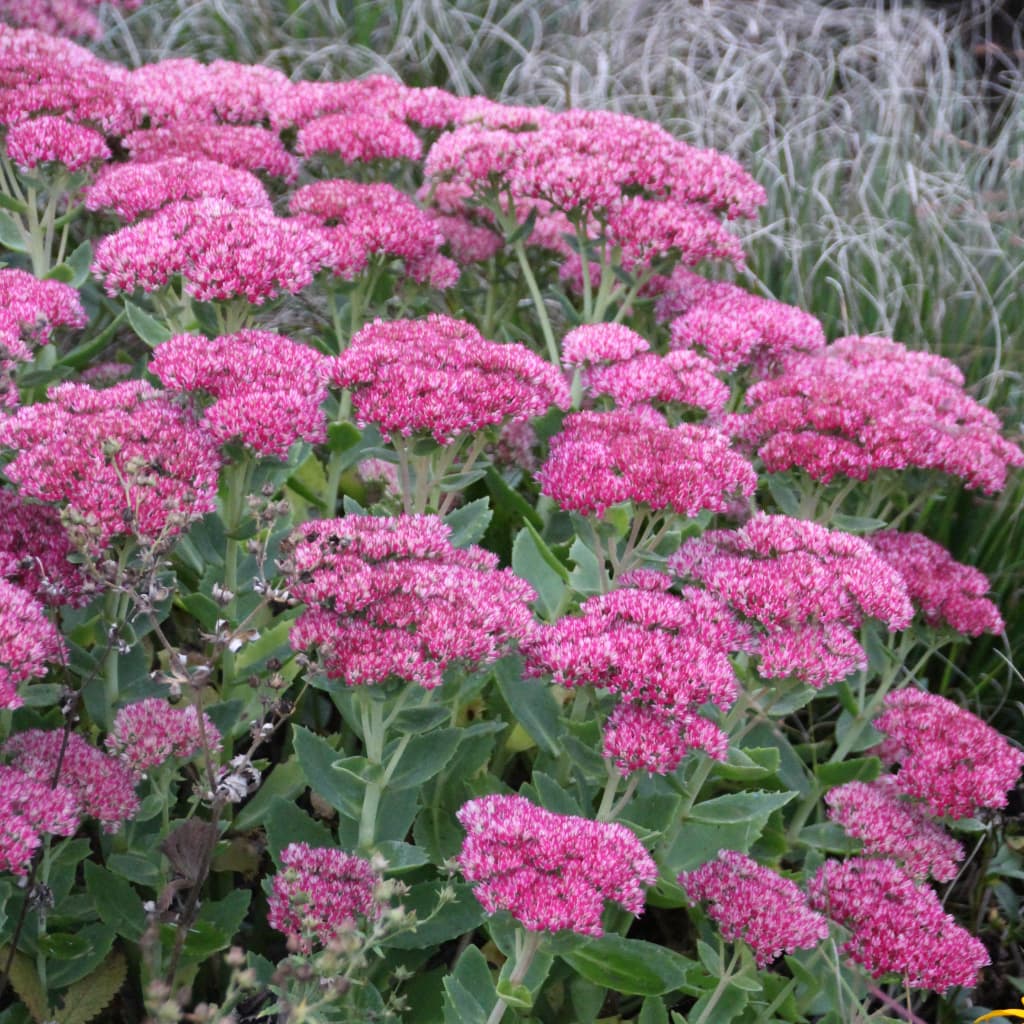 Sedum telephium 'Herbstfreude'