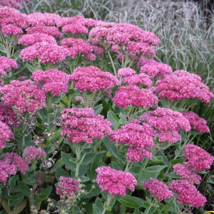 Sedum telephium 'Herbstfreude'