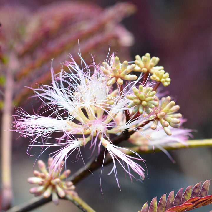 Blüte des Seidenbaum 'Summer Chocolate'