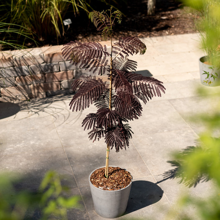 Seidenbaum 'Summer Chocolate' im Topf