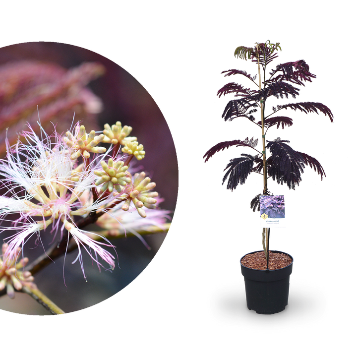 Seidenbaum 'Summer Chocolate' Pink-Rosa