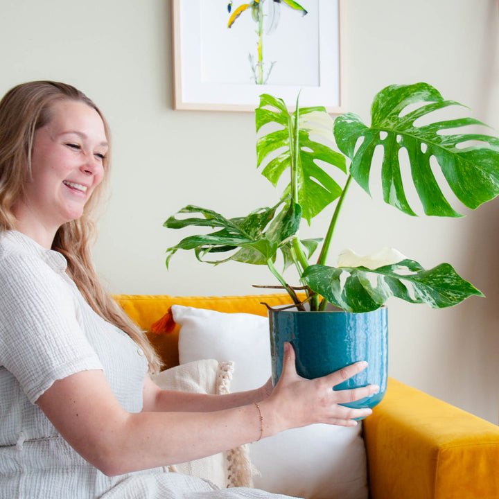 Frau hält seltene Monstera deliciosa 'Variegata'