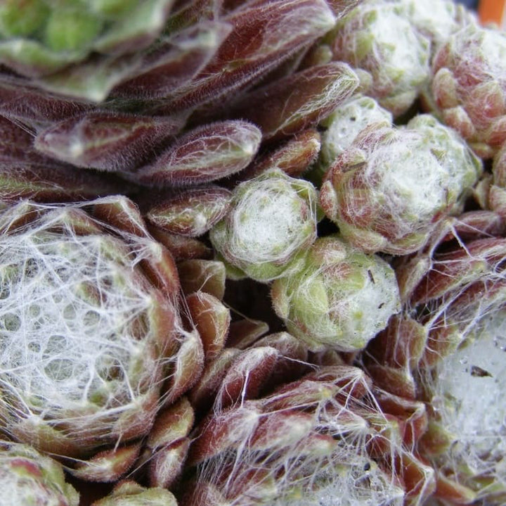 Sempervivum arachnoideum