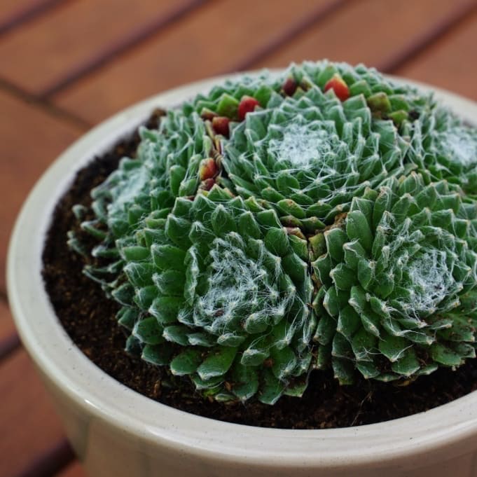 Sempervivum arachnoideum