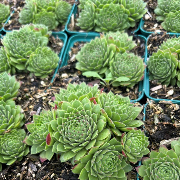Sempervivum x cultorum 'Godaert'