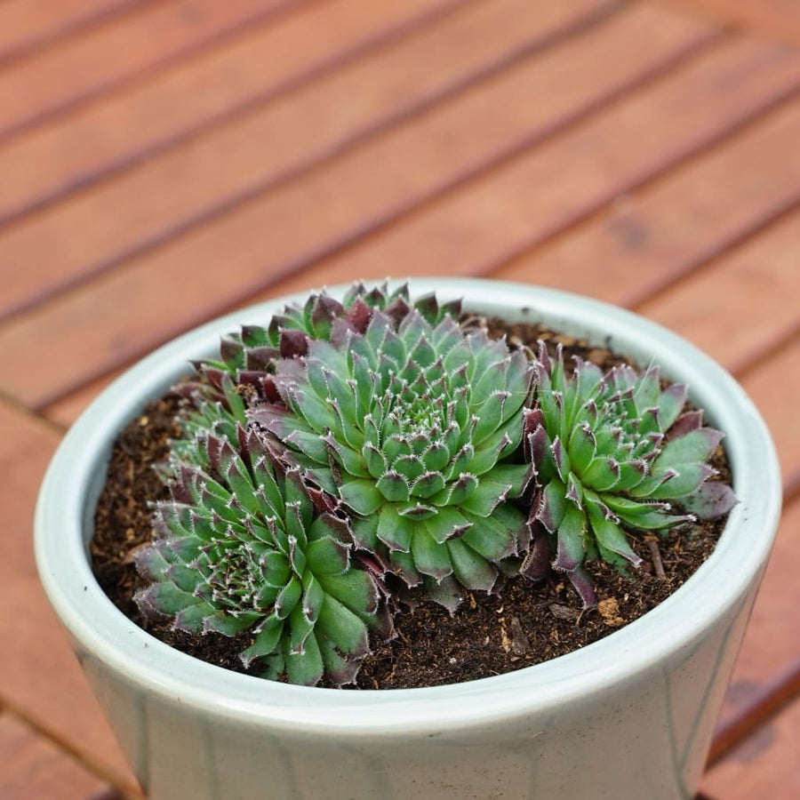 Sempervivum x cultorum 'Jet Stream'