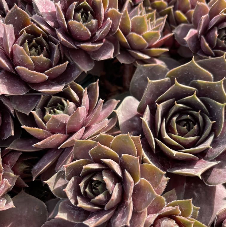 Sempervivum x cultorum 'Othello'