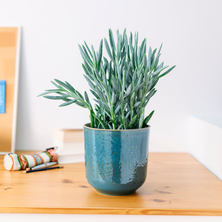 Senecio 'Mount Everest' im Wohnzimmer
