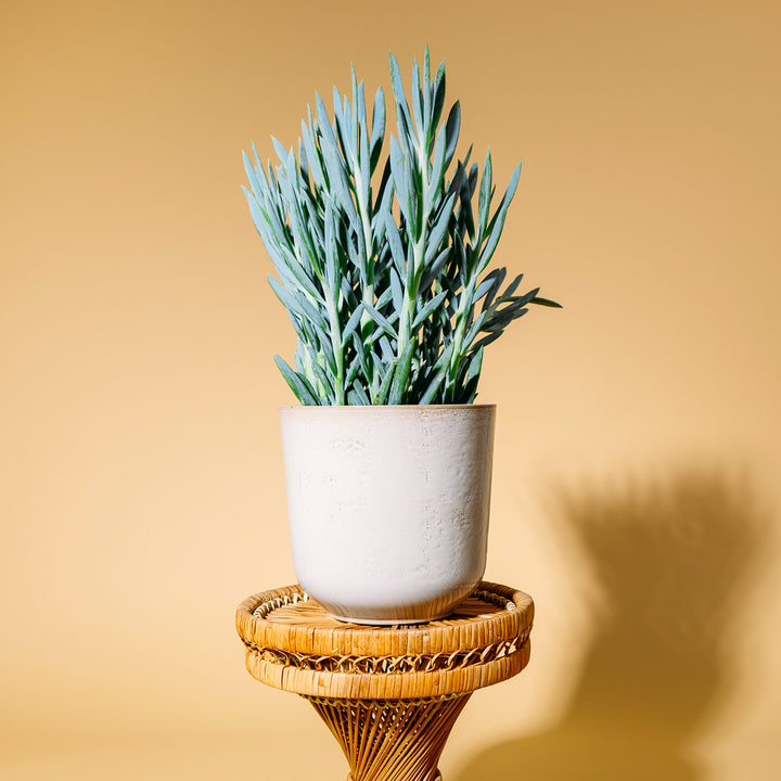 Senecio 'Mount Everest' als Zimmerpflanze