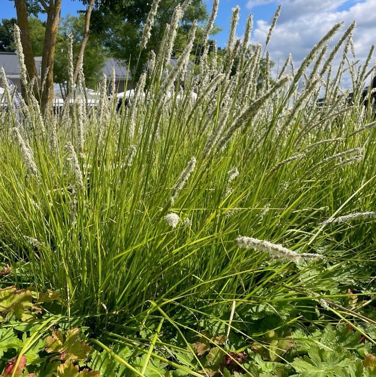Sesleria autumnalis