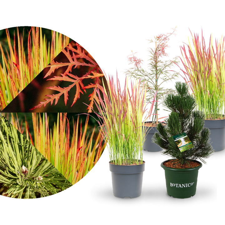 Asia-Pflanzen Zengarten kaufen