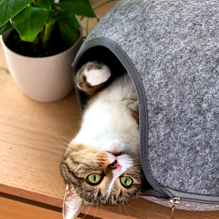 Ungiftige Zimmerpflanzen für Katzen