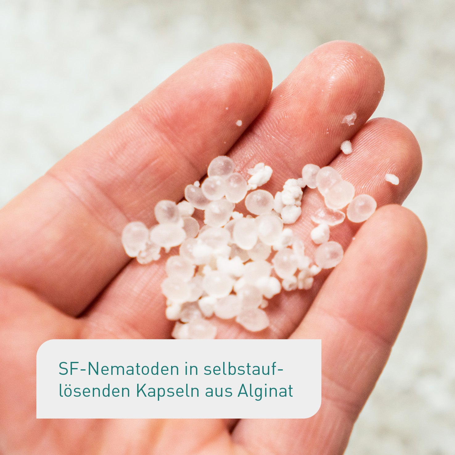 Trauermücken vorbeugen mit SF-Nematoden in Alginat-Kapseln