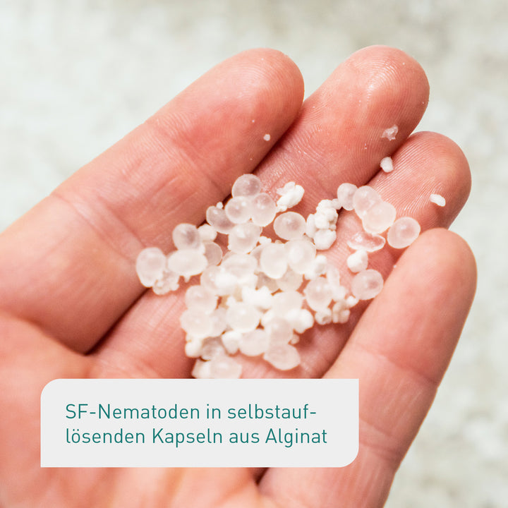 Trauermücken vorbeugen mit SF-Nematoden in Alginat-Kapseln