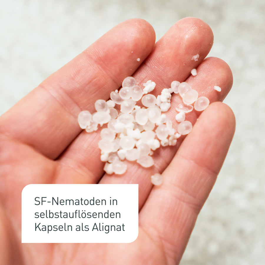 Trauermücken vorbeugen mit SF-Nematoden in Alginat-Kapseln